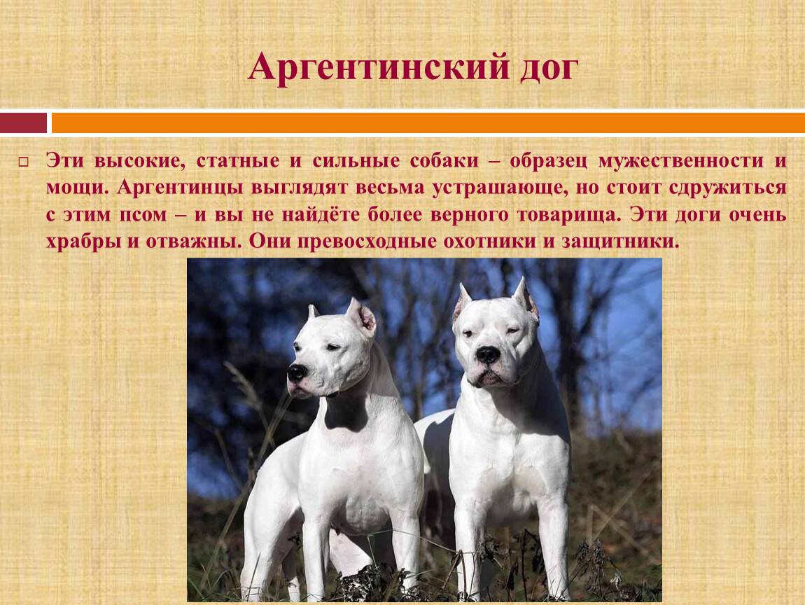 Аргентинский дог: характеристики породы и описание стандарта