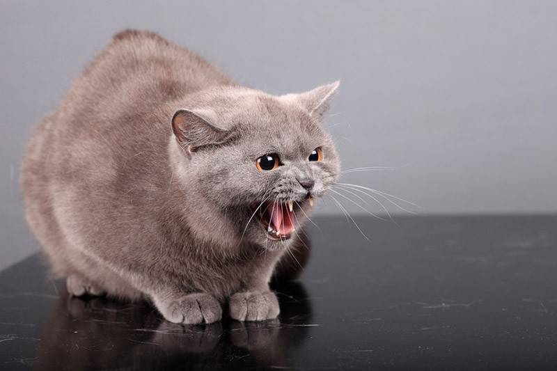 Агрессия у кошек: виды
