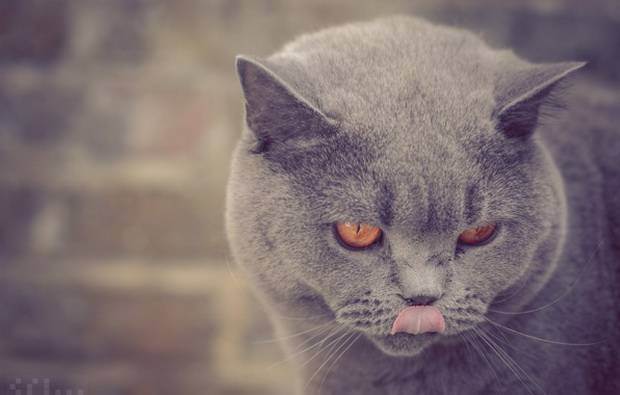 У британской кошки слезятся глаза – 4 основных причины проблемы