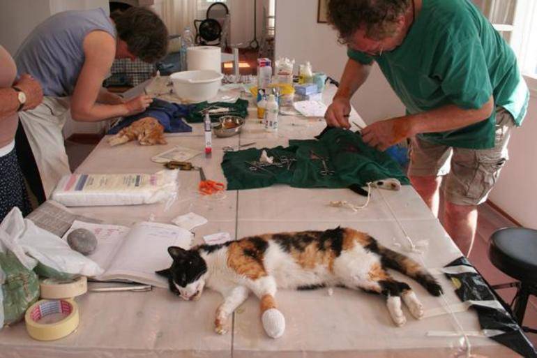 В каком возрасте стерилизуют кошек