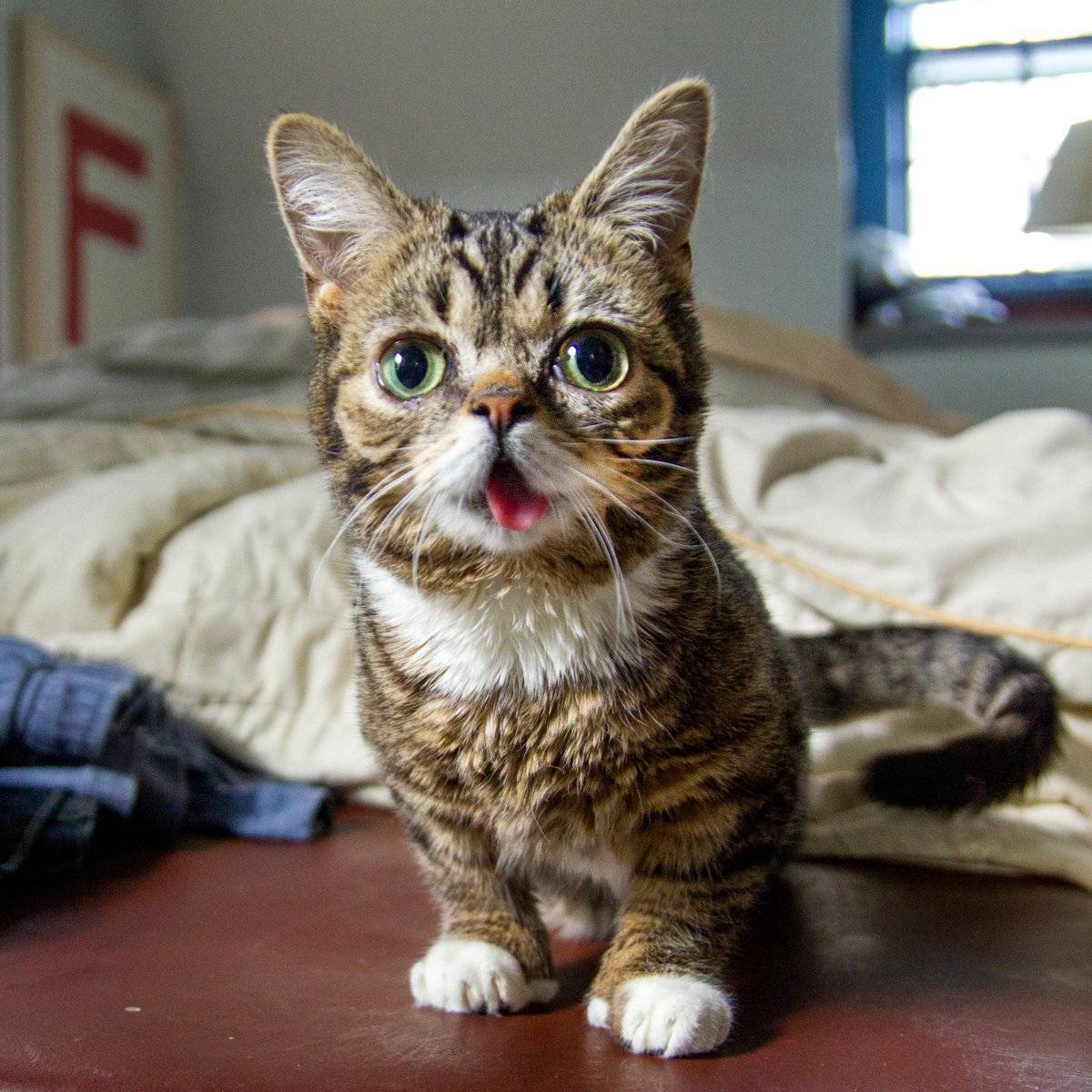 Самые красивые кошки в мире: породы