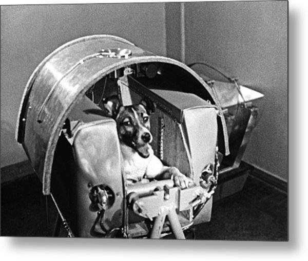 1 собака лайка. 1957 Лайка в космосе. Собака лайка 1957. Собака лайка в космосе 1957. Первая собака космонавт лайка.