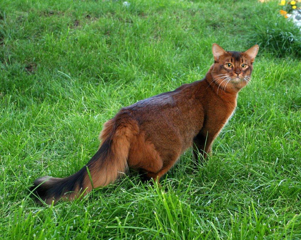 Персидская кошка: описание внешности и характера породы, уход за котом и его содержание, выбор котёнка, отзывы владельцев, фото перса