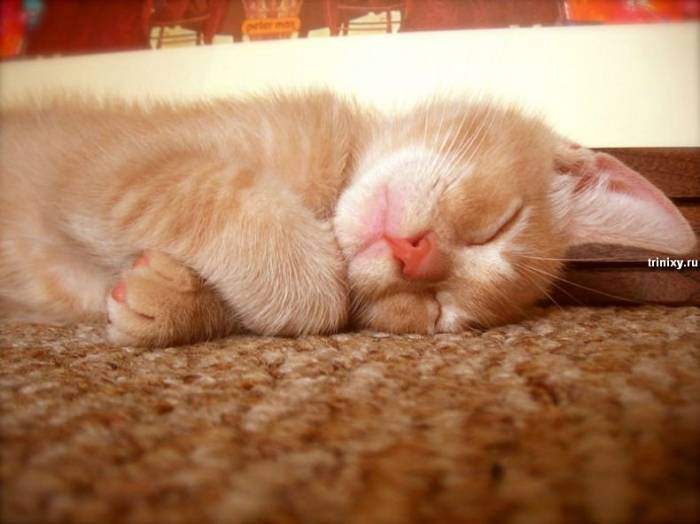 5 причин, почему котенок вялый постоянно спит