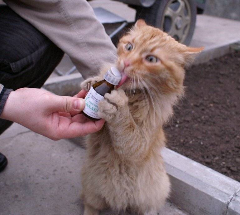 Валерьянка для кошек и котов: наркотик или полезное средство?