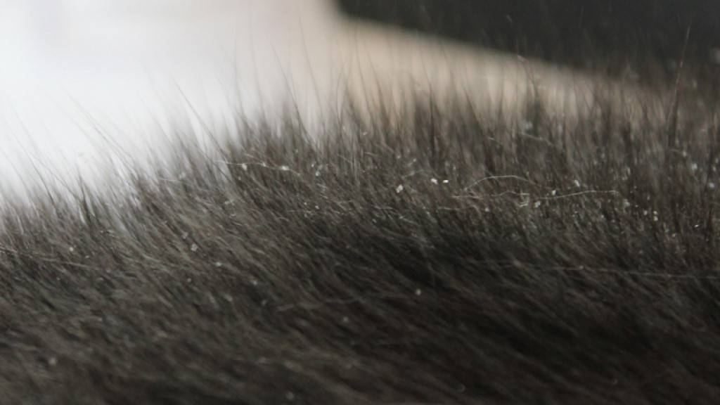 Выпадение шерсти у кошек: причины, лечение и профилактика