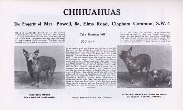 История породы чихуахуа - происхождение, как вывели, откуда родом чихуашки