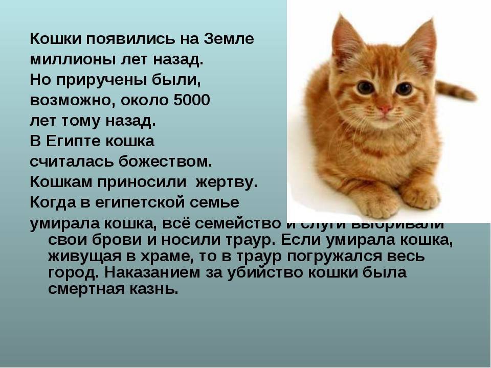 Приметы и суеверия о рыжих котах