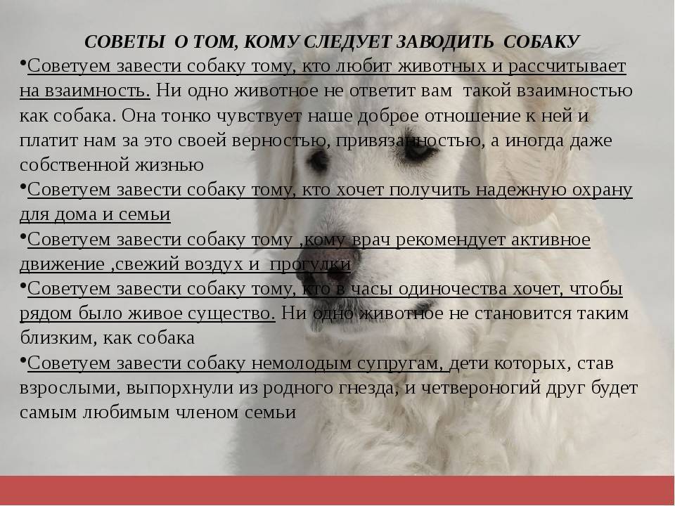 Собака роет ямы: причины и как ее отучить | все о собаках