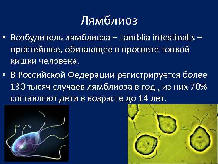 Протозойные инфекции лечение. Lamblia intestinalis возбудитель. Протозойные инфекции лямблиоз. • Лямблия интестиналис (лямблиоз). Лямблиоз, возбудитель - Giardia intestinalis;.