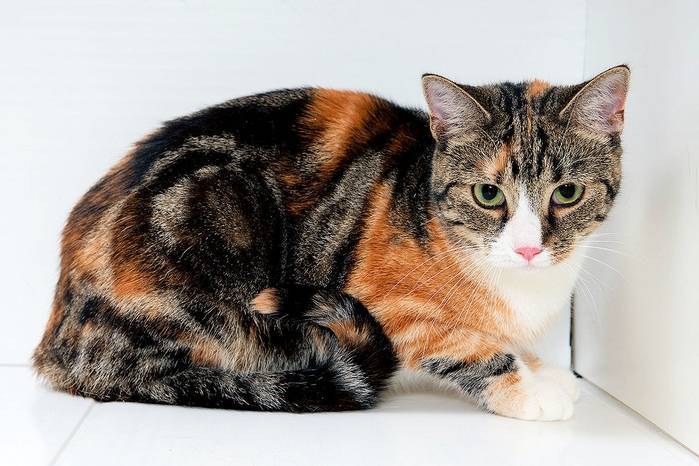 Окрас табби у кошек – макрель, или тигровый, классический и пятнистый: какие породы могут его иметь?