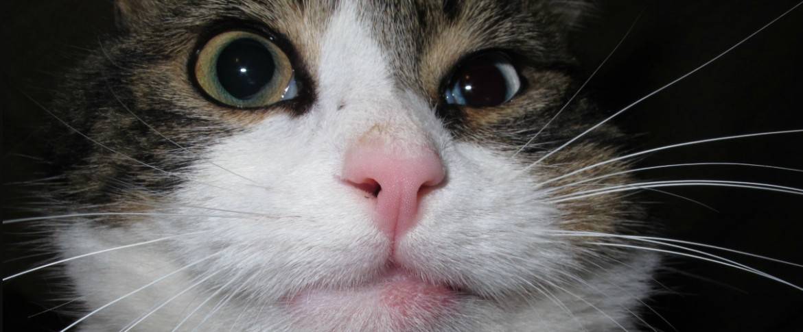 У кота опухла щека: что делать, причины, диагностика