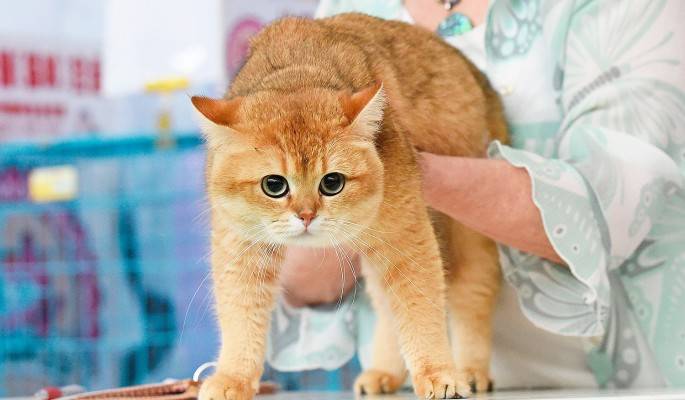 Гипоаллергенные породы кошек. описание, названия, виды и фото гипоаллергенных кошек