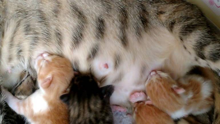 К чему снятся рождающиеся котята. Кошка окотилась. Маленькие котята только родившиеся. Кошка рожает котят маленьких.