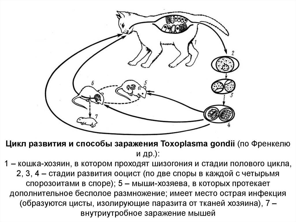 Как можно заразиться токсоплазмозом от домашней кошки?