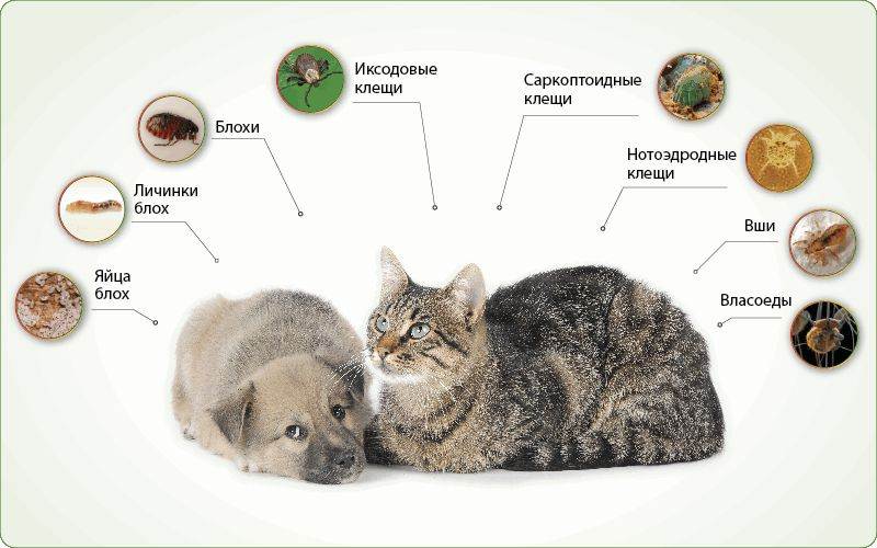 Милиарный дерматит у кошек - лечение - профилактика