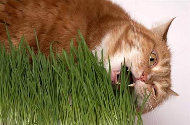 Как называется трава для кошек, как ее посадить и вырастить