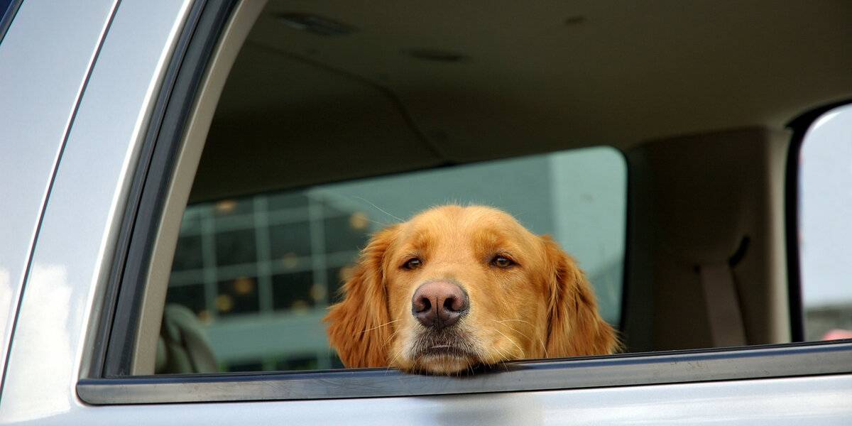 Как правильно перевозить собаку в машине: правила гаи