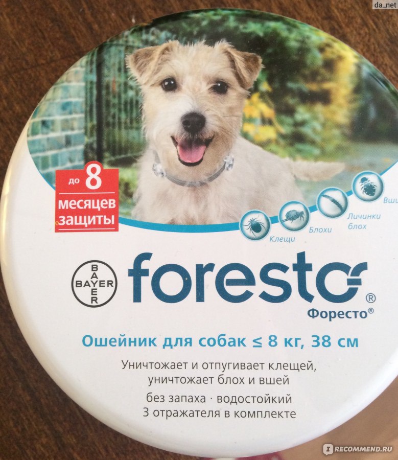 Подробный обзор ошейника против блох и клещей для собаки от фирмы foresto