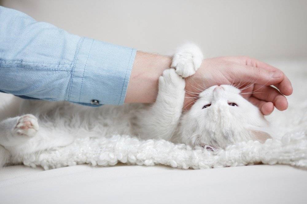 3 причины почему кошки мнут лапами одеяло