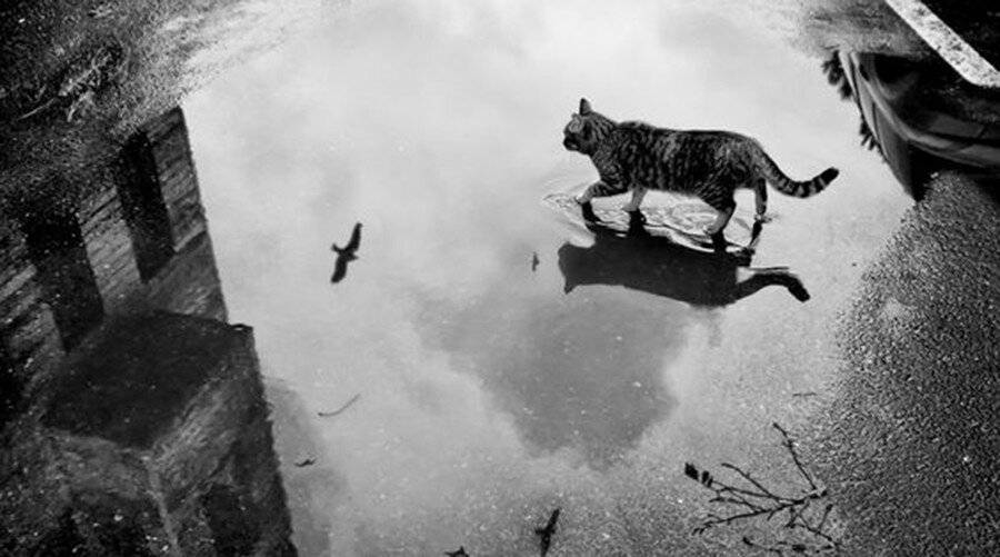 Как умирают кошки: признаки скорой смерти, как понять, что кота не станет, почему животное уходит