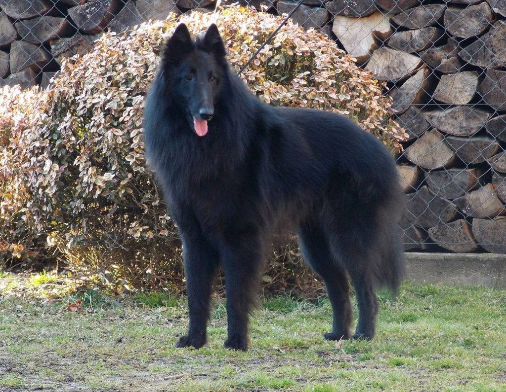 Все о собаках породы грюнендаль: характеристика бельгийских овчарок