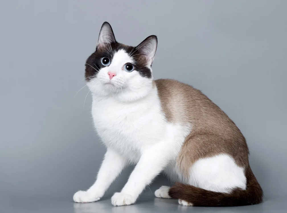 Порода кошек сноу-шу: описание, характер, фото, цены