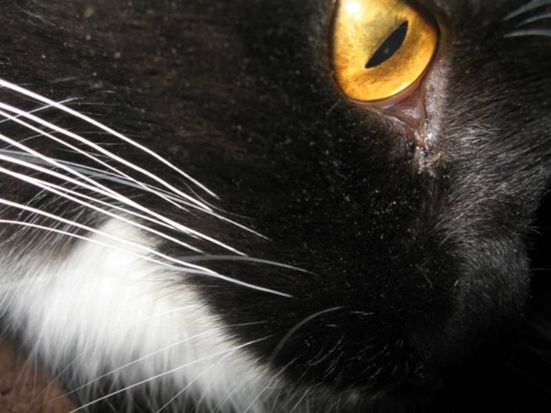 Светобоязнь у кошек причины