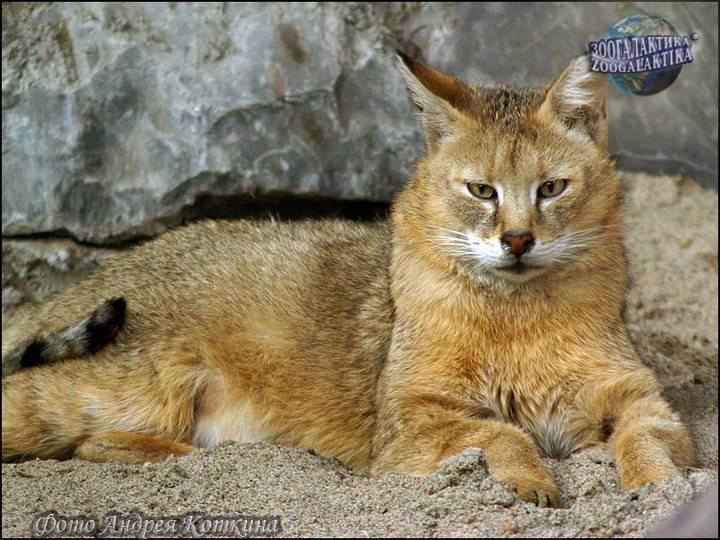 Камышовый кот, хаус, или болотная рысь (felis chaus) - животные и природа