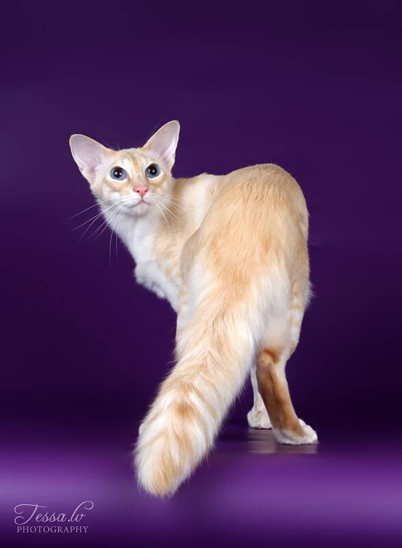 Яванская (яванез) кошка: подробное описание, фото, купить, видео, цена, содержание дома