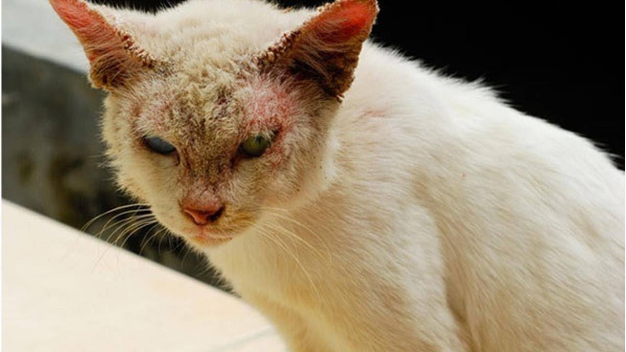 Лечение лишая у котят в домашних условиях
