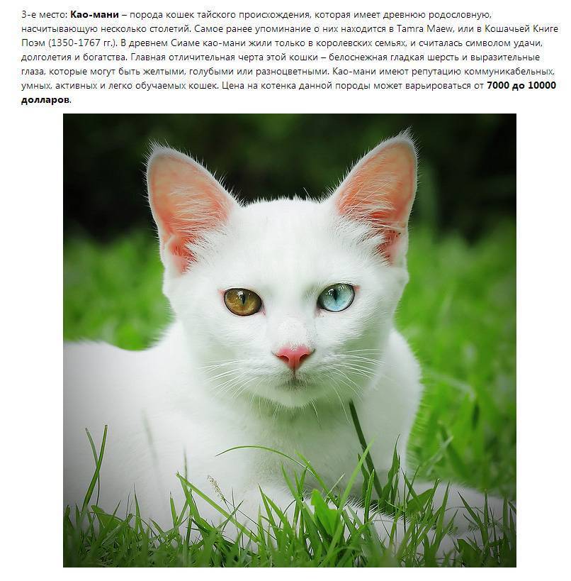 Белый кот с разными глазами: породы, особенности, отзывы, фото и видео