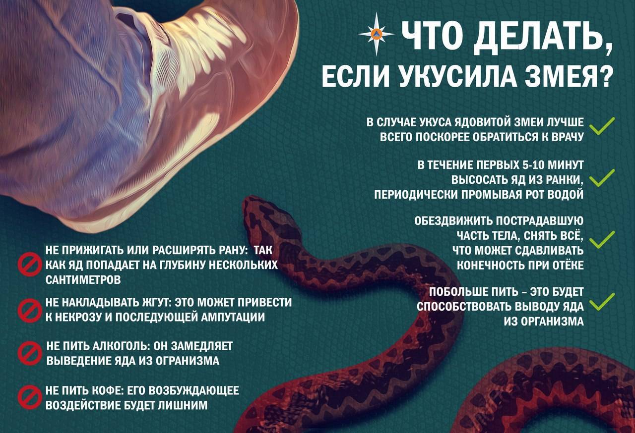 Чесотка: симптомы и лечение, как выглядит (фото) – эл клиника