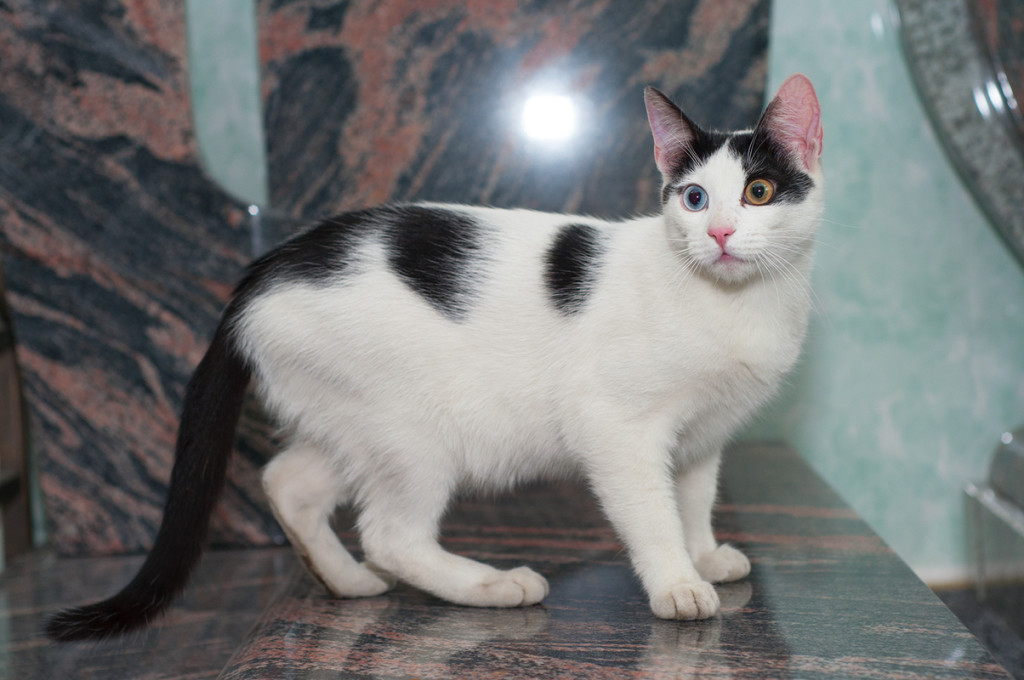 Чёрно-белый окрас кошек: стандарты и особенности, породы с описанием, фото котов