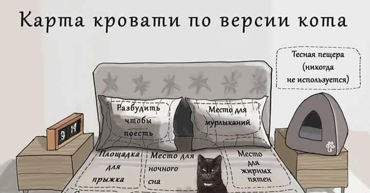 Кошка гадит на кровать: что делать, методы борьбы, чего не стоит делать хозяину