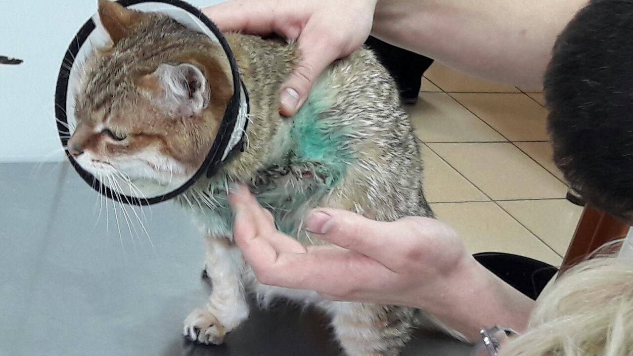 Операция по удалению когтей у кошек - мягкие лапки, показания и отзывы хозяев