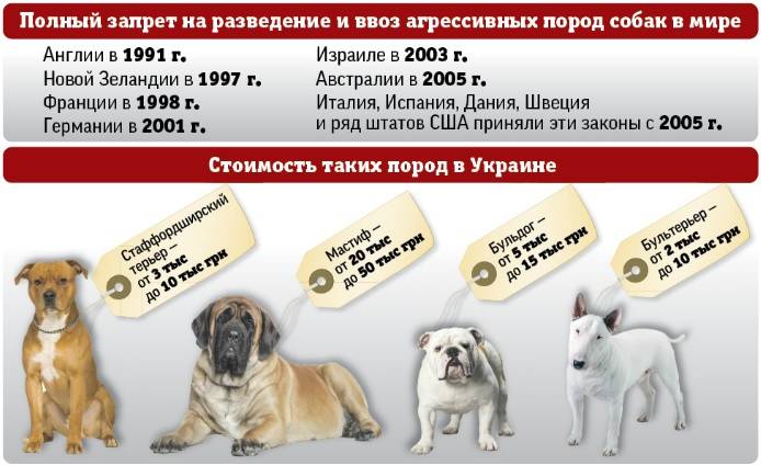 Какие запрещенные породы собак есть в россии: список