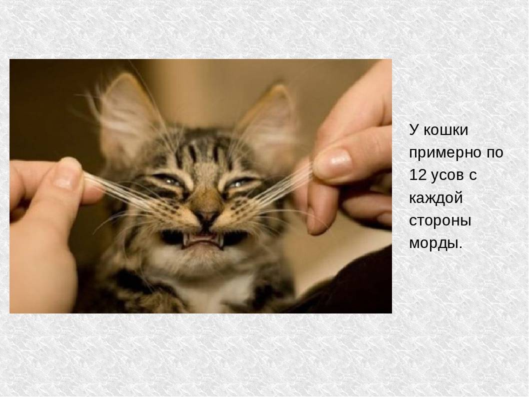 Усы у кошек и котов: как правильно называются и зачем нужны, что будет, если подстричь и почему выпадают или становятся ломкими