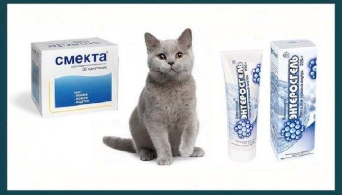 Лечение поноса у кошки в домашних условиях: лекарства, советы