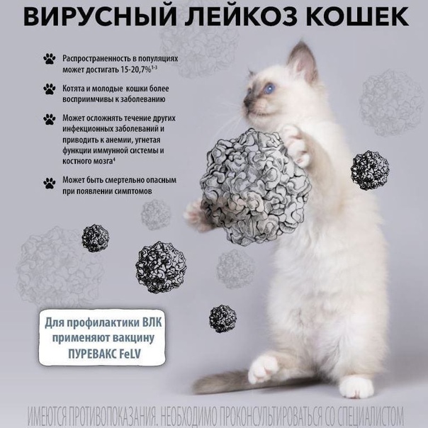 Лейкоз у кошек и котов: симптомы и лечение