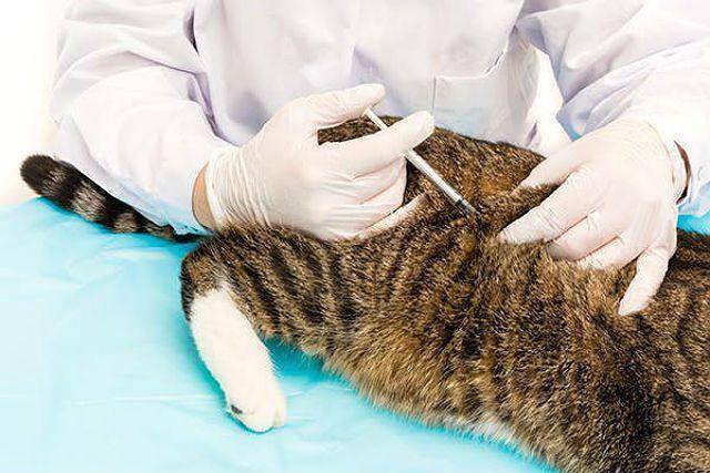 Как сделать подкожный укол кошке: подробная инструкция для владельцев