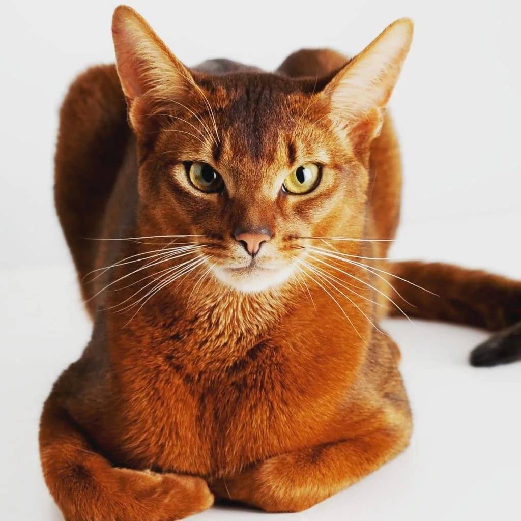Абиссинская кошка: виды окрасов и стоимость породы