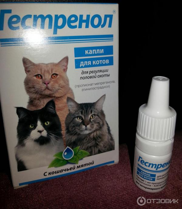«антисекс» для кошек: обзор препаратов для сдерживания полового влечения
