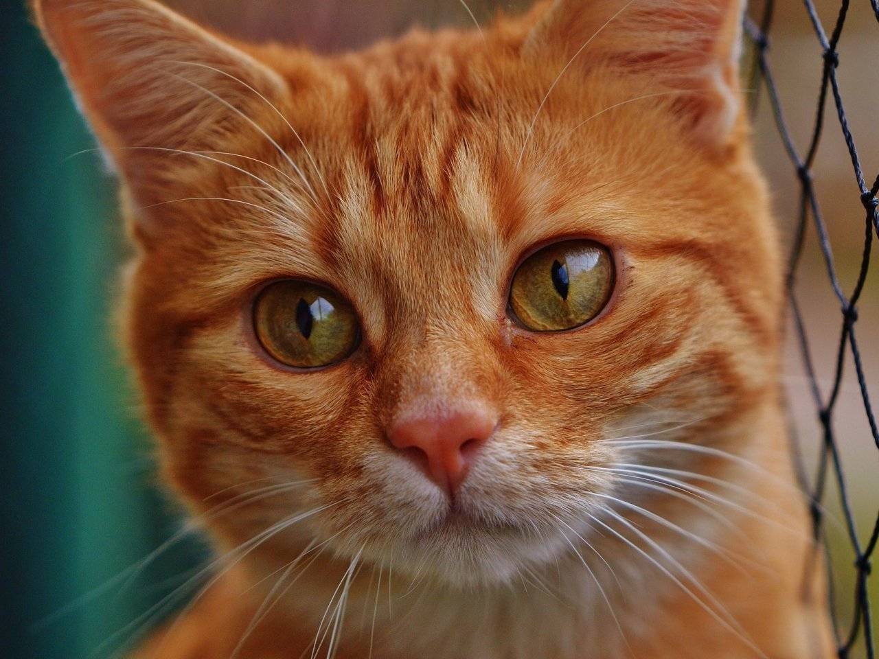 Породы рыжих кошек - названия, описание и фото — природа мира