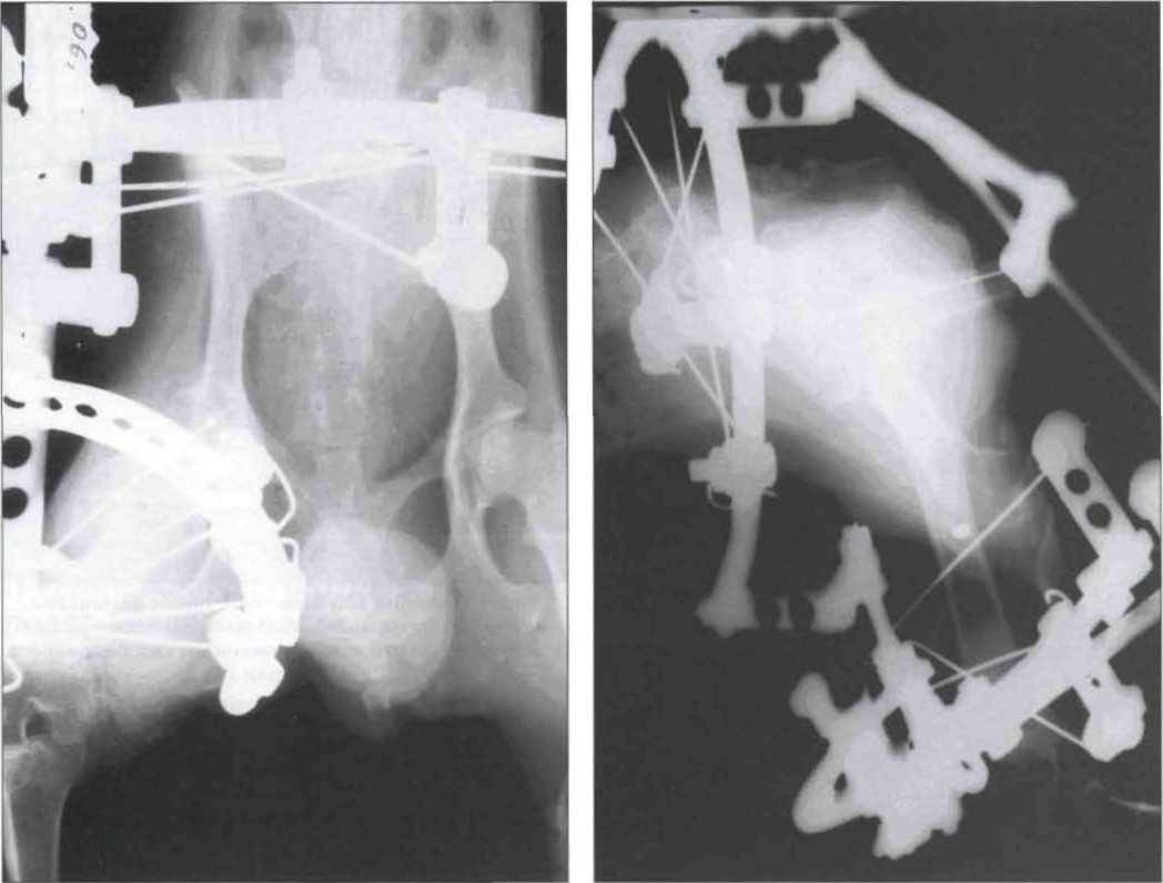 Симптомы перелома костей таза у кошек