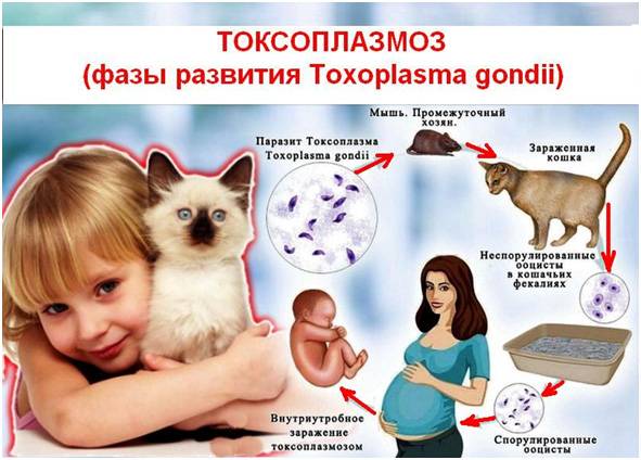 Как передается токсоплазмоз от человека к человеку, от кошки к беременной