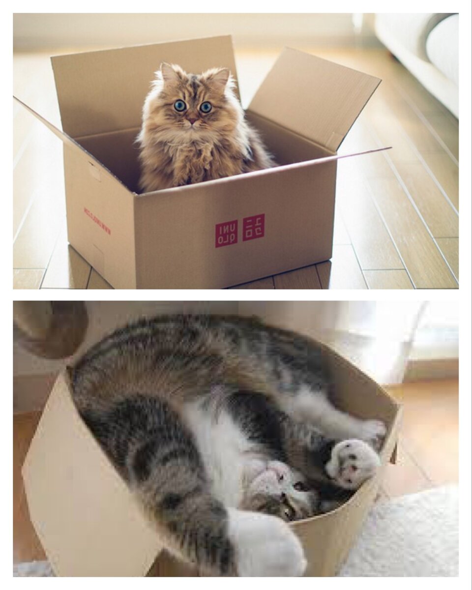 Почему коты любят пакеты и коробки