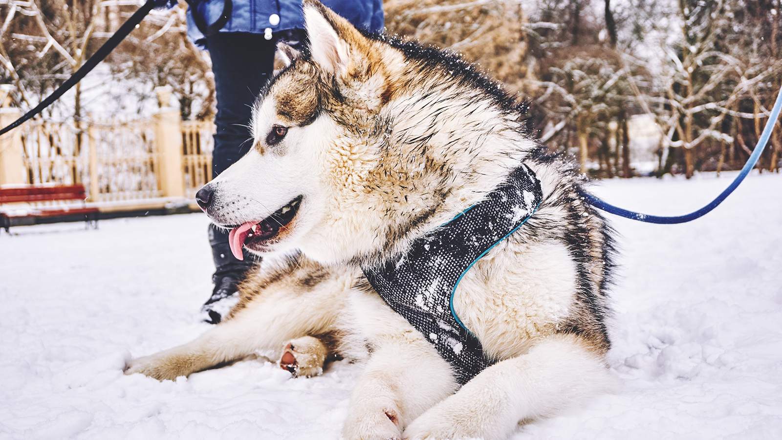 Топ 6 пород собак, которые отлично адаптируются к суровым зимам и низким температурам - gafki.ru