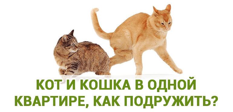 Как познакомить кошку с другими животными в доме