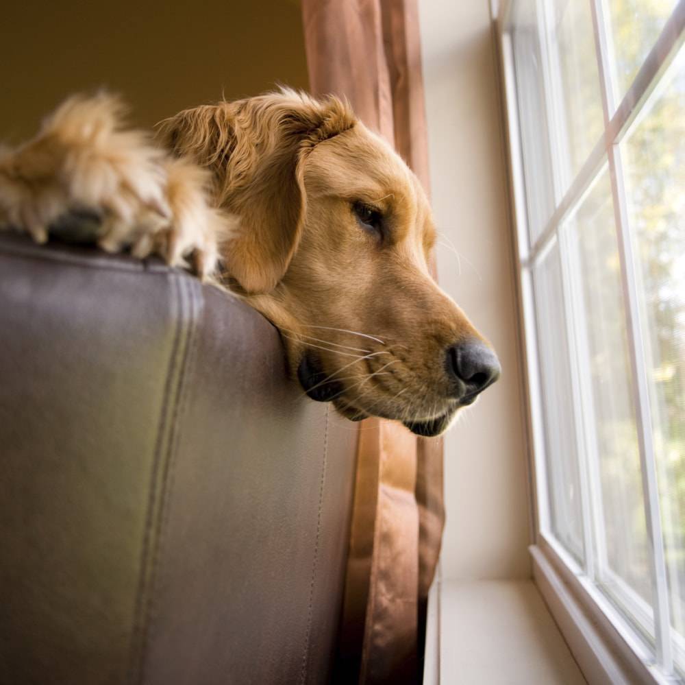 Беспокойное поведение собаки: причины и провоцирующие факторы